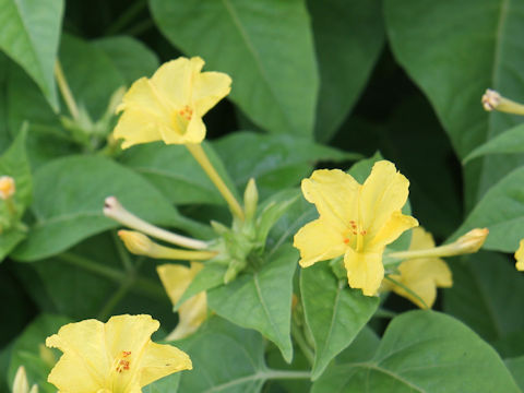 Mirabilis jalapa