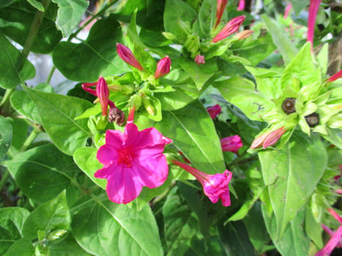 Mirabilis jalapa