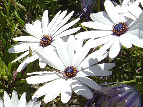 Osteospermum ecklonis