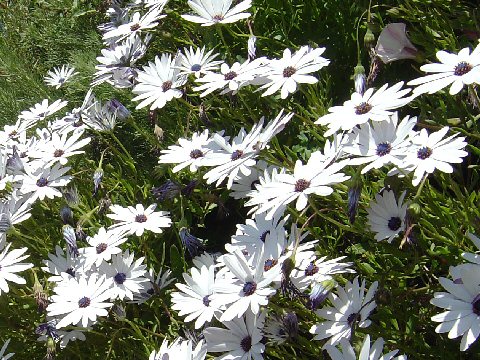 Osteospermum ecklonis