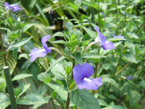 Otacanthus caeruleus