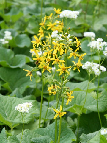 Ligularia fischerii