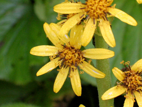 Ligularia fischerii