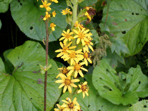 Ligularia fischerii