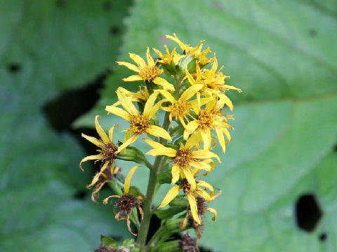 Ligularia fischerii