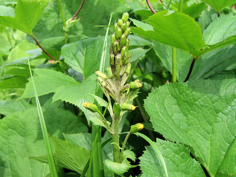 Ligularia fischerii