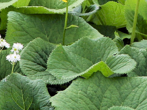 Ligularia fischerii