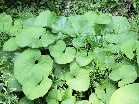 Ligularia fischerii