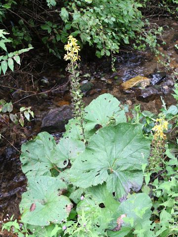 Ligularia fischerii