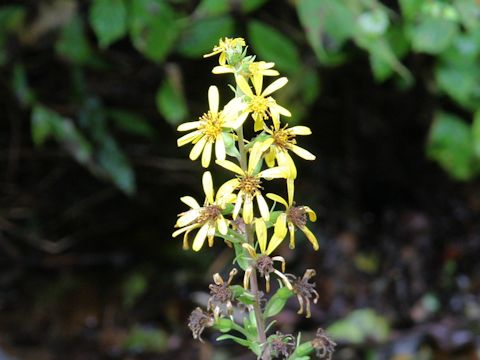 Ligularia fischerii