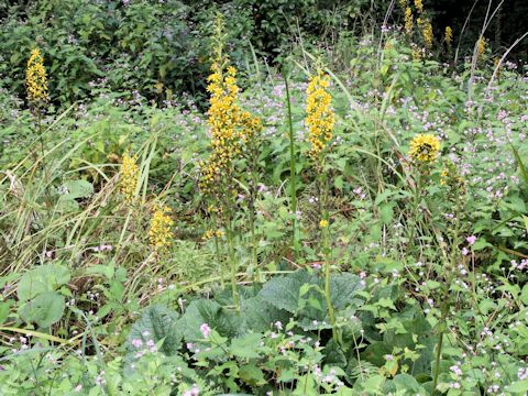 Ligularia fischerii