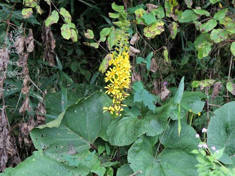 Ligularia fischerii