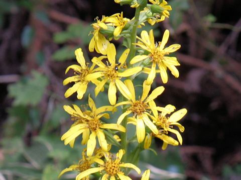 Ligularia fischerii