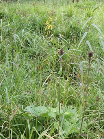 Ligularia fischerii