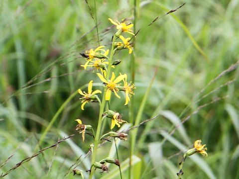 Ligularia fischerii