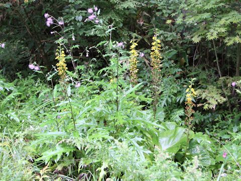 Ligularia fischerii