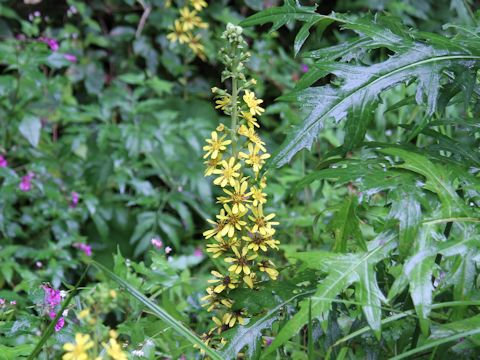 Ligularia fischerii