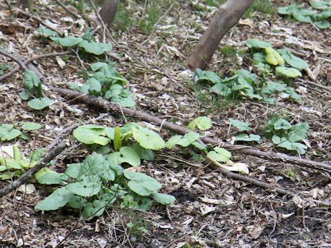 Ligularia fischerii