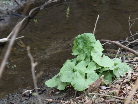 Ligularia fischerii