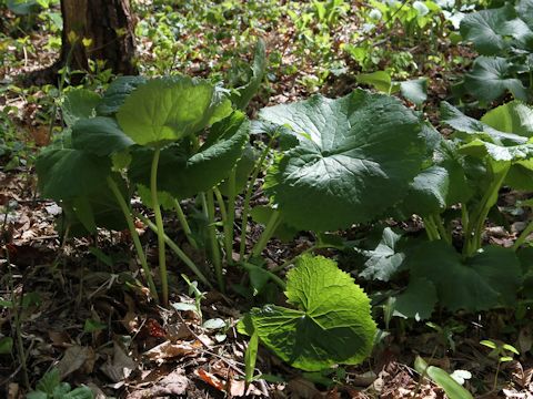 Ligularia fischerii