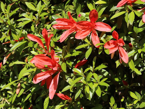 Rhododendron indicum f. otakumi