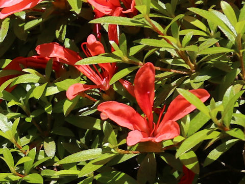 Rhododendron indicum f. otakumi