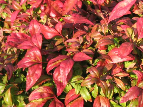 Nandina domestica cv. Otafukunanten