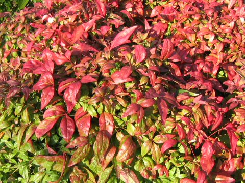 Nandina domestica cv. Otafukunanten