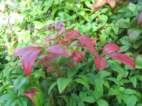 Nandina domestica cv. Otafukunanten