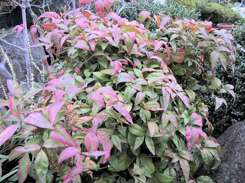 Nandina domestica cv. Otafukunanten