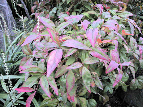 Nandina domestica cv. Otafukunanten