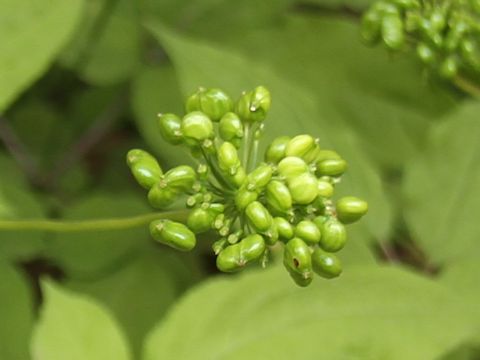 Panax ginseng