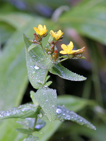 Hypericum erectum