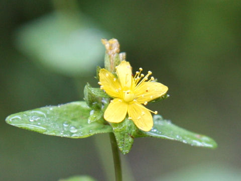 Hypericum erectum