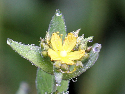 Hypericum erectum