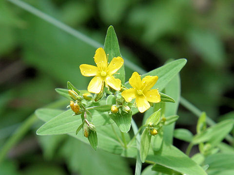 Hypericum erectum