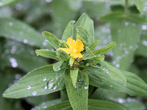 Hypericum erectum