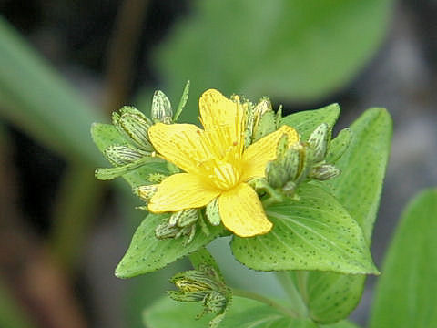 Hypericum erectum