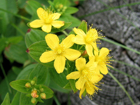 Hypericum erectum