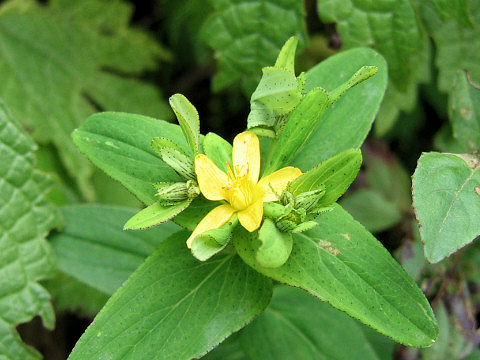 Hypericum erectum