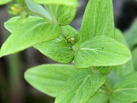 Hypericum erectum