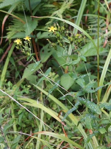 Hypericum erectum