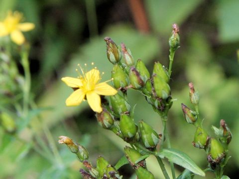 Hypericum erectum