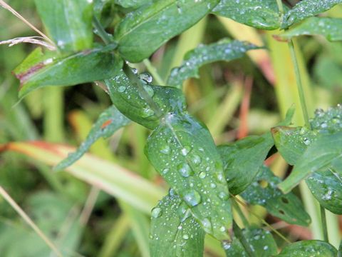 Hypericum erectum