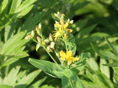 Hypericum erectum