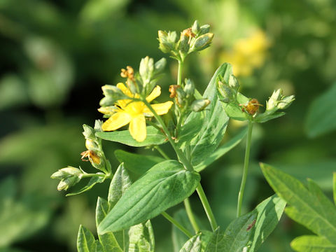 Hypericum erectum