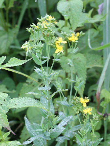 Hypericum erectum