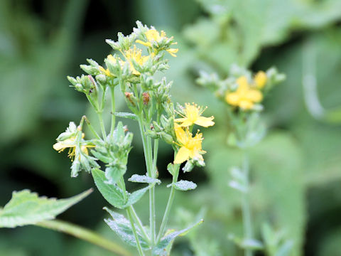 Hypericum erectum