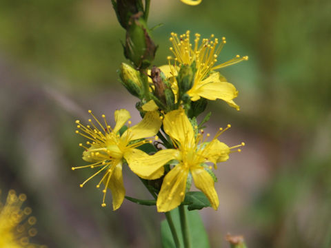 Hypericum erectum