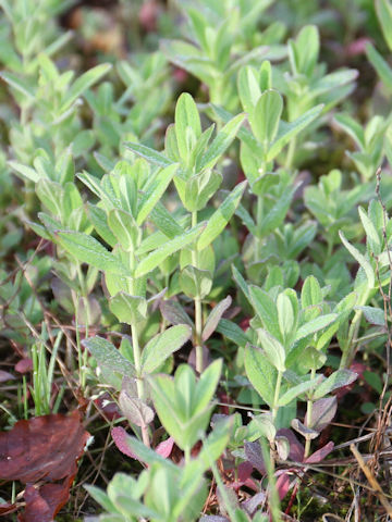 Hypericum erectum